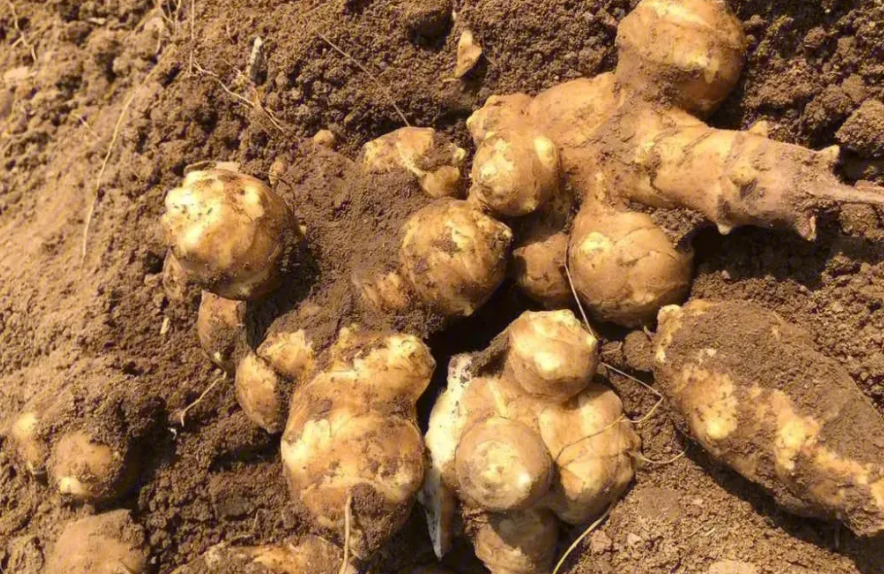 菊芋是什么_广州菊芋销毁处理